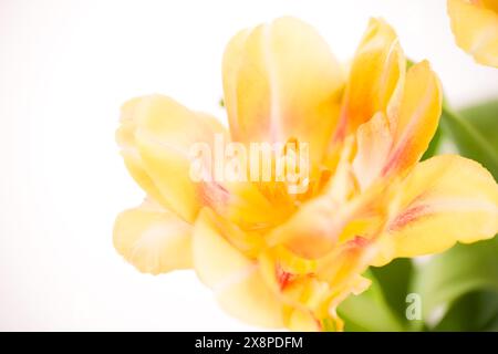 Double soft yellow tulips on a white background. Spring tulips bouquet isolated. Tulips close up. Stock Photo
