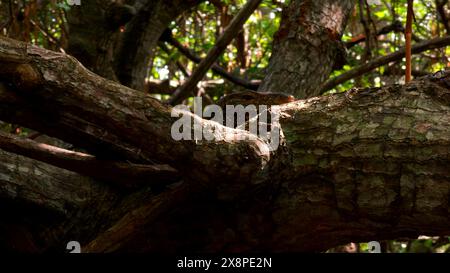 Swamp forests in wetlands, concept of wildlife and biodiversity. Action. Close up of tree with tangled branches. Stock Photo