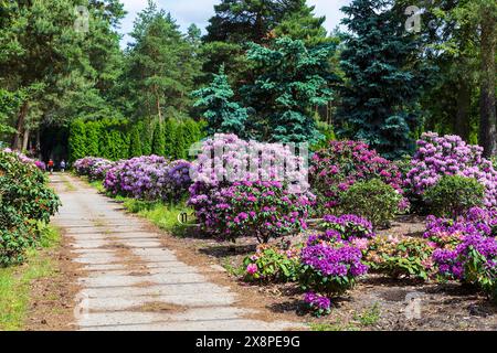 Rhododendronblte in der historischen Grtnerei der Familie Seidel,  Grngrbchen, Schwepnitz, Sachsen, Deutschland *** Rhododendron blossom in  the his Stock Photo - Alamy