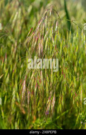 The plant Bromus sterilis, anysantha sterilis, or barren brome belongs to the Poaceae family at the time of flowering. wild cereal plant Bromus steril Stock Photo