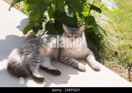 Adorable domestic gray female cat lying on garden terrace Stock Photo