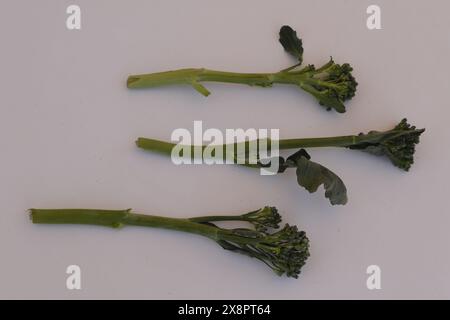 Bimi a new kind of vegetable also known as baby broccoli, asparagus broccoli. The taste is very good in between broccoli and asparagus Stock Photo