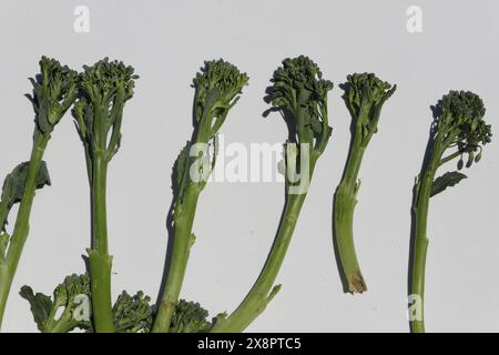 Bimi a new kind of vegetable also known as baby broccoli, asparagus broccoli. The taste is very good in between broccoli and asparagus Stock Photo