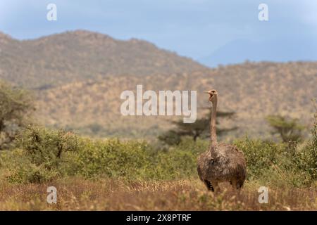 Female of Somali ostrich, Struthio molybdophanes, Struthionidae, Buffalo Spring Reserve, Samburu National Reserve, Kenya, Africa Stock Photo