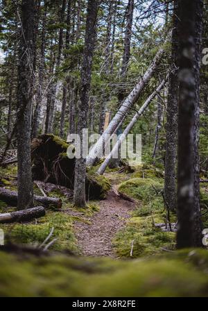 Fallen over trees on a green mossy trail in the Maine woods Stock Photo
