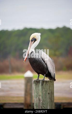 Brown pelican perched on a wooden post Stock Photo