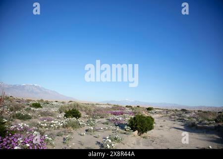 Desert and snow vistas with dunes and wildflowers Stock Photo