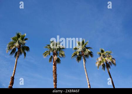 Four palm trees against brilliant blue desert sky Stock Photo