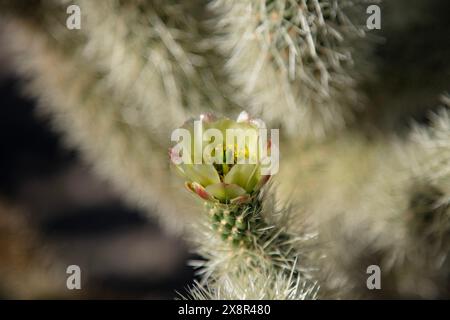 Macro of a blooming flower on a cholla cactus Stock Photo