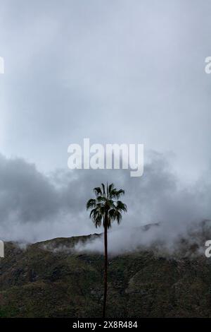 Single palm against mountain and stormy sky Stock Photo