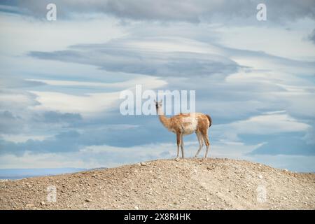 Guanacos dot the mountainous countryside of Argentina. Stock Photo