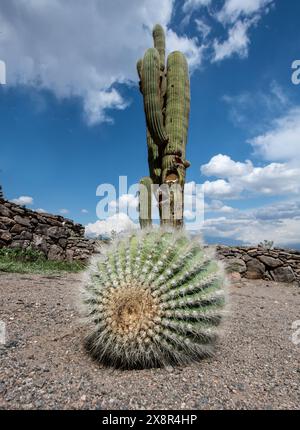 A detail shot of cool cactus in the hot desert of Argentina Stock Photo -  Alamy