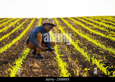 African farmer is examining corn crops in the field. Stock Photo
