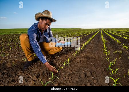 African farmer is examining corn crops in the field. Stock Photo