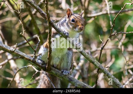 A Grey squirrel, Sciurus carolinensis sits among the branches of a tree in Sussex, UK Stock Photo