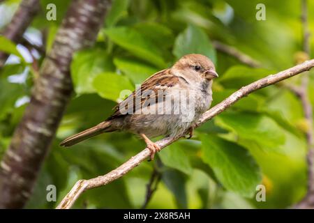 Female House sparrow, Passer domesticus perched on the branches of a tree in Sussex, UK Stock Photo