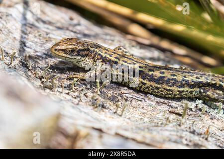 Common lizard or viviparous lizard, Zootoca vivipara basking in the sunshine on a log in Sussex, UK Stock Photo