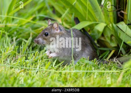 Brown rat or Common rat, Rattus norvegicus on a garden lawn in Sussex, UK. Classed as vermin, Rats will often feed on dropped seed from bird feeders Stock Photo