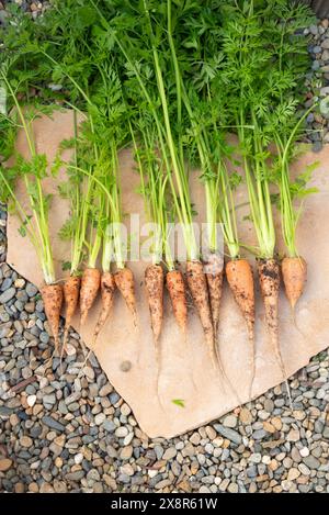 Freshly harvested carrots with green tops ! Stock Photo