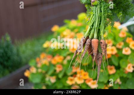 Freshly harvested carrots with green tops, flowers in background. Stock Photo