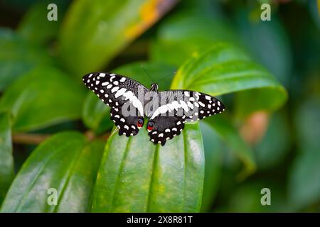 Citrus swallowtail is resting on the leaves. Papilio demodocus Stock Photo