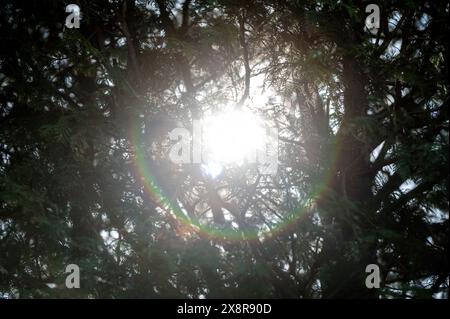The sun shines through the trees branches, creating a dappled effect on the ground. Stock Photo