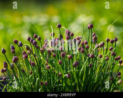 Chives, organic herbs in the garden. Allium schoenoprasum buds in spring.  Wild Chives, Flowering Onion, Garlic Chives, Chinese Chives. Herbal backgro Stock Photo