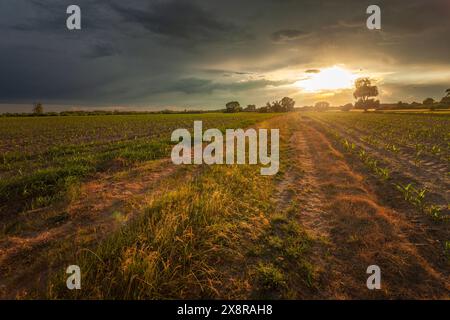 Dirt road through rural fields and sunset with storm clouds Stock Photo