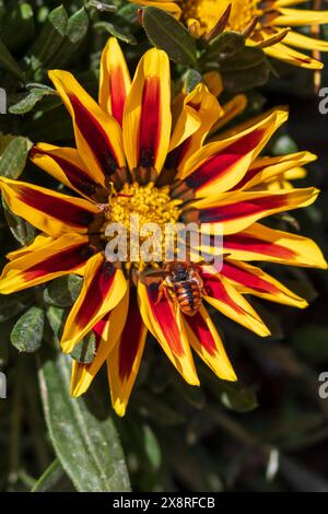 Rhodanthidium sticticum,  Spotted Red-Resin Bee Stock Photo
