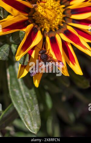 Rhodanthidium sticticum,  Spotted Red-Resin Bee Stock Photo