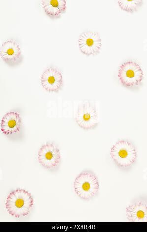 Top view of daisy flowers on white background. Creative spring wallpaper, flat lay, copy space. Stock Photo