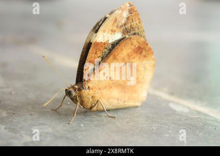 Neotropical butterfly of the species Dynastor darius, insect from the ...