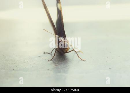 Neotropical butterfly of the species Dynastor darius, insect from the ...