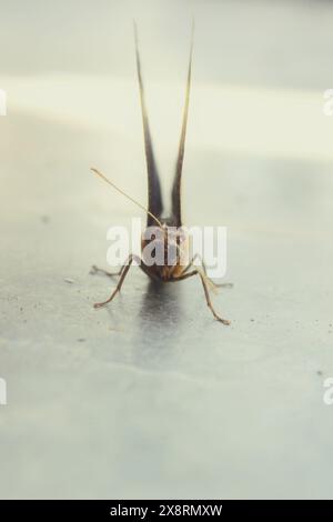 Neotropical butterfly of the species Dynastor darius, insect from the ...