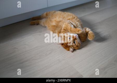 Cute ginger cat lying on the floor Stock Photo
