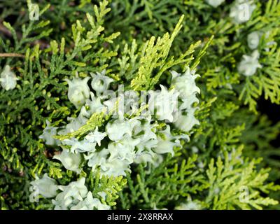 Platycladus orientalis cypress berry detail macro Stock Photo