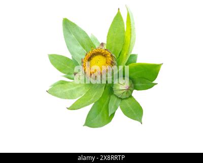 Calendula officinalis bright flower buds and leaves isolated on white. Marigold flowering medicinal plant. Stock Photo