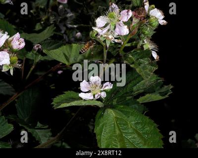 A Bee collecting pollen on white flowers of blackberry in the garden Stock Photo
