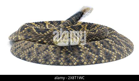 Young Eastern Diamondback rattlesnake - crotalus adamanteus - isolated on white background front face profile view with blurred tongue and rattle show Stock Photo