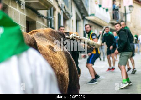 Traditional festival consisting of running with an ox in Allariz a medieval village in Ourense province. Festa do Boi. Galicia, Spain. Selective focus Stock Photo