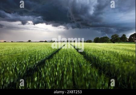 Thunderstorm - Dark ominous storm clouds above green wheat landscape field. Adverse weather conditions. Climate change. Wallpaper force of nature. Dis Stock Photo
