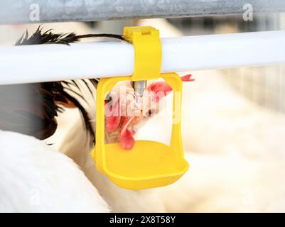 Water drinking dispenser system in poultry. Hen drinking water closeup photo. Stock Photo