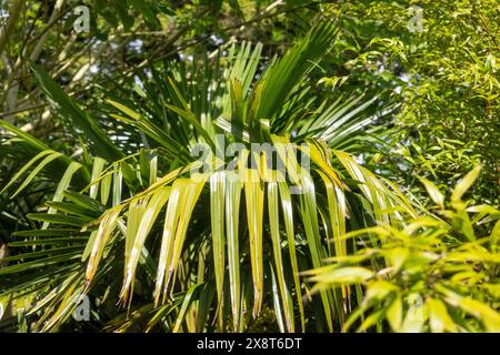 Trachycarpus Fortunei Palm Tree. Hardy Palm Tree that can be grown in the UK Stock Photo