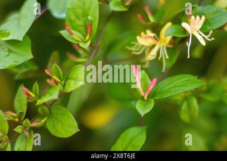 Honeysuckle climbing plant in bloom with sweet scent Stock Photo