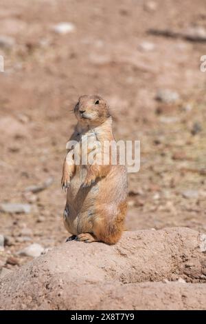 Prairie dog watching the entrance of his hole Stock Photo