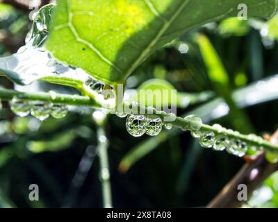 A string of drops on a leave in a garden, reflecting the surrounding leaves Stock Photo