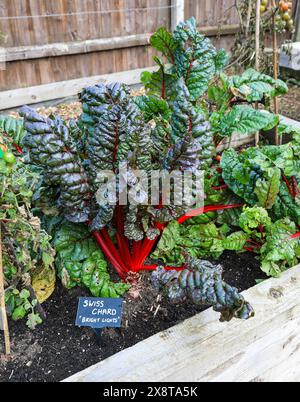 The red stalks and green leaves of a Swiss Chard plant, 'Bright Lights', England, UK Stock Photo