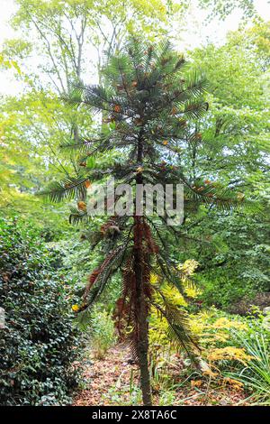A rare pine tree called Wollemia nobilis, Liverpool, England, UK Stock Photo
