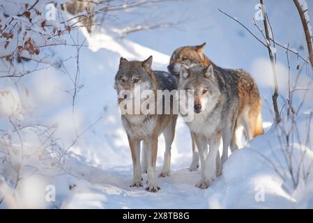 Pack of Eurasian wolfs (Canis lupus lupus) in a snowy winter day, Bavarian Forest National Park, Germany Stock Photo