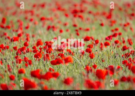 A poppy field near Frankfurt am Main is in full bloom at the end of May, Frankfurt am Main, Hesse, Germany Stock Photo